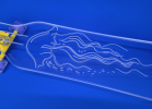 Jellyfish Skateboard